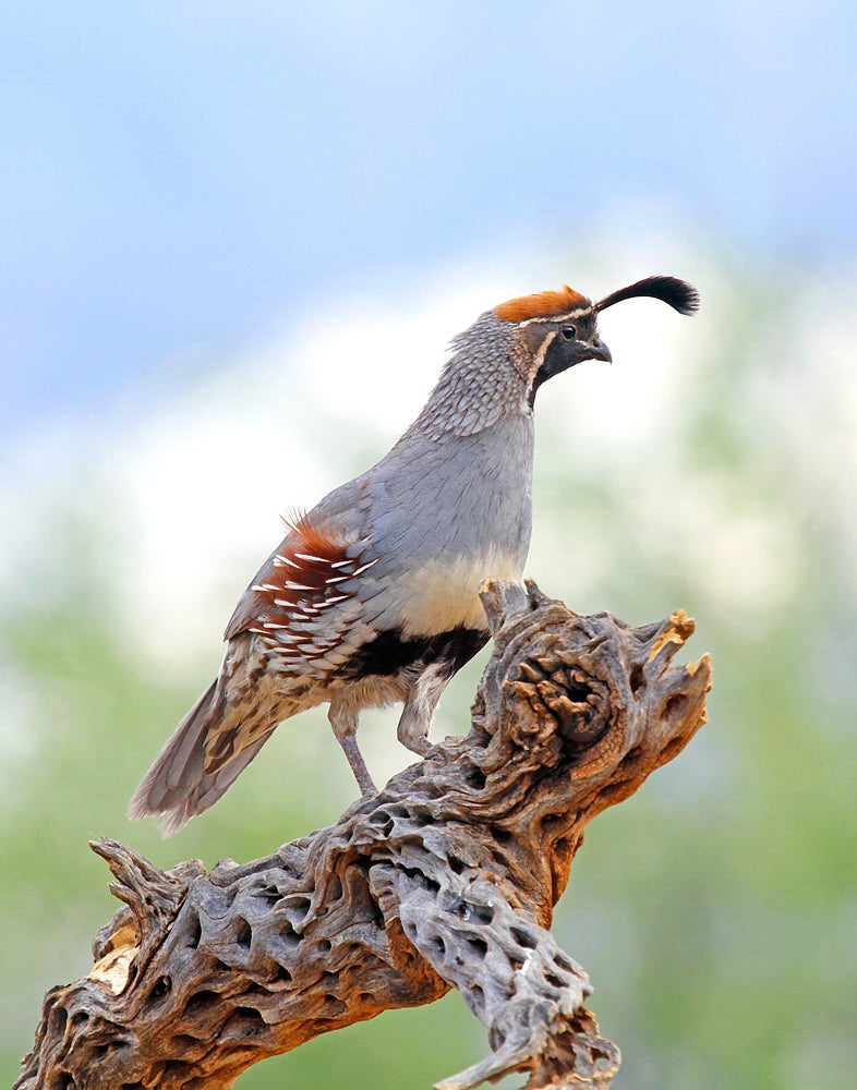 Gambel's Quail. Photo: Philip Sonier/ Audubon Photography Awards